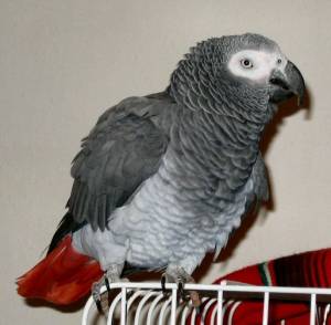 zako2